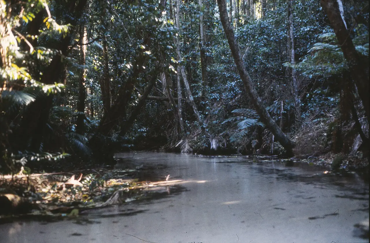 Clear Wanggoolba Creek flowing through rainforest at Central Station