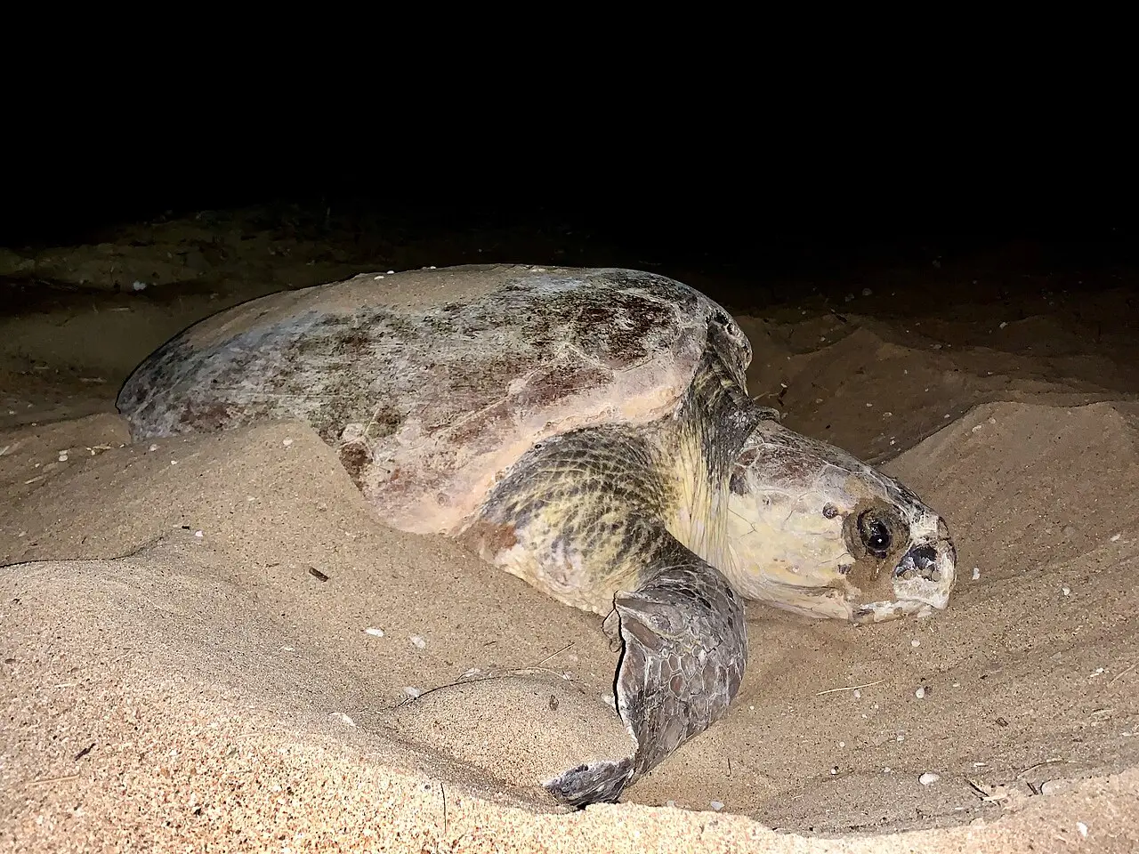 Marine turtle nesting on the beach at Mon Repos