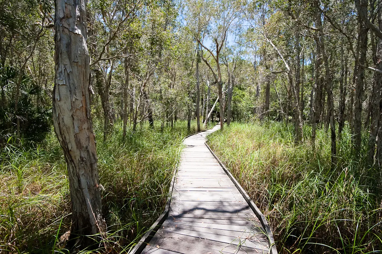 Boardwalk through coastal vegetation near Woodgate